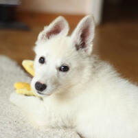 Avatar de Fernanda Santos