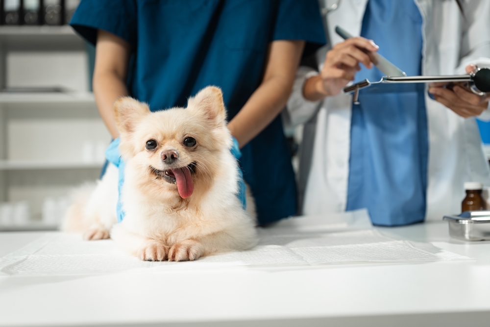 Dom Lab - Laboratório Veterinário